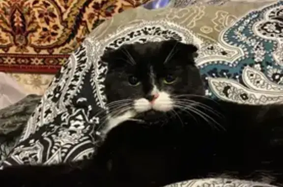 Пропала кошка, Восточный пер., Верея