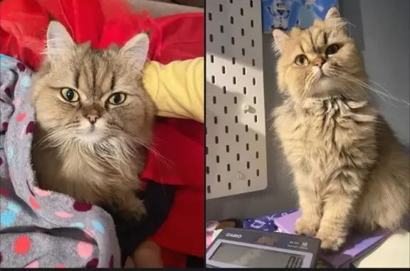 Пропала кошка, ул. Батлука, Гатчина