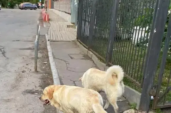 Пропала собака в Нахабино, МО