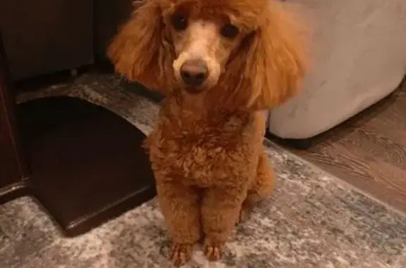 Собаки потеряшки, , фото: Потеряшка той пудель у школы №31, Тверь