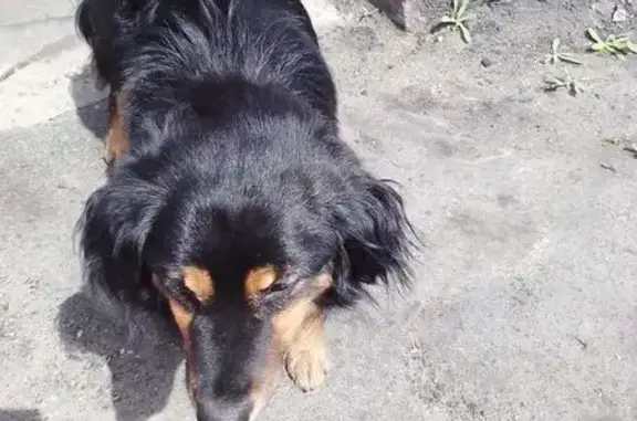 Собака найдена в Ореховно, Новгородская обл.