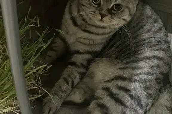 Найдена кошка, Казань, фото: Красивая кошка найдена, Ноксинский Спуск, 26