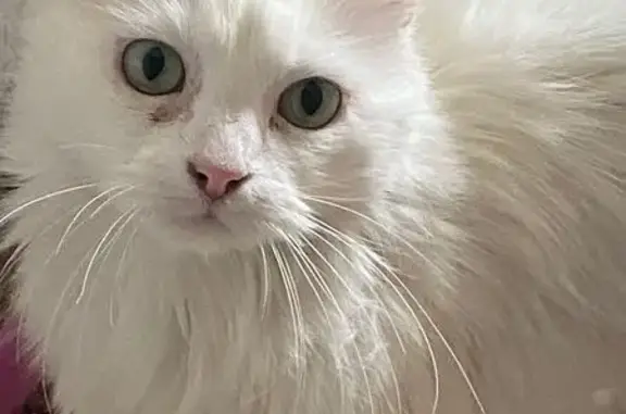 Кошка ждет вас, Варшавская ул., СПб