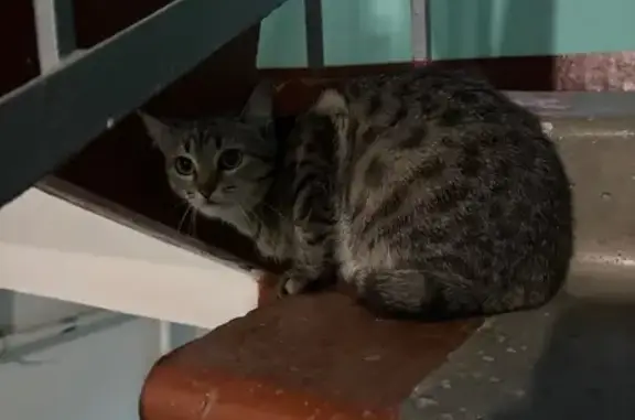 Найдена кошка, Пермь, фото: Кошка в подъезде, Костычева 41, Пермь
