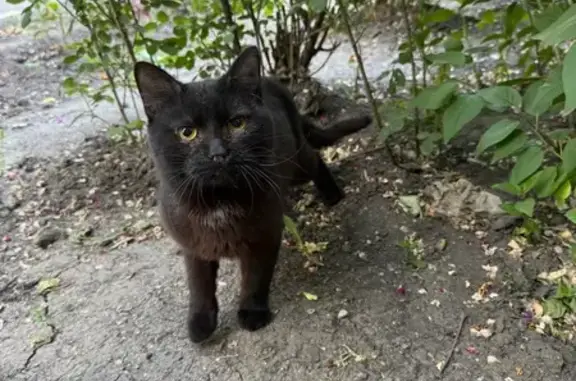 Кошка найдена: Геофизическая ул., 9, Саратов