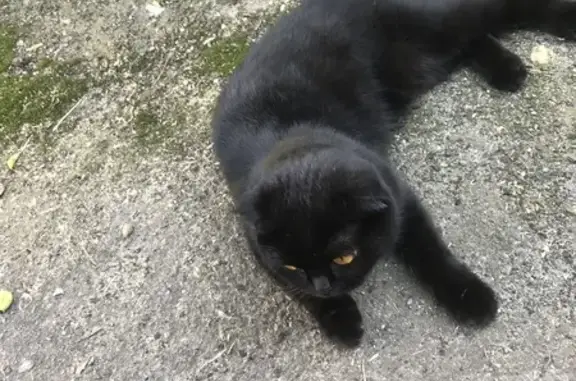 Кошки потеряшки, , фото: Потеряшка кошка, Никольский, 20Н-14-14