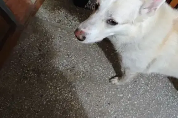 Собака найдена на Экваторной улице