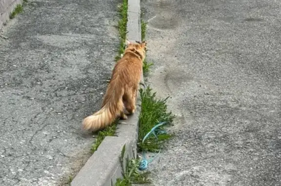 Рыжий кот найден: Ленинский 147к2