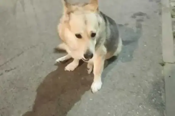 Найденные животные Ростов-на-Дону, фото: Собака найдена на Комарова 20В/9А, Ростов-на-Дону