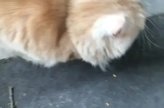 Персиковая кошка найдена, пр. Мира, Москва