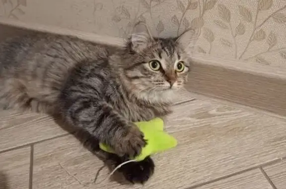 Пропала кошка, ул. Ленина, 12, Лыткарино
