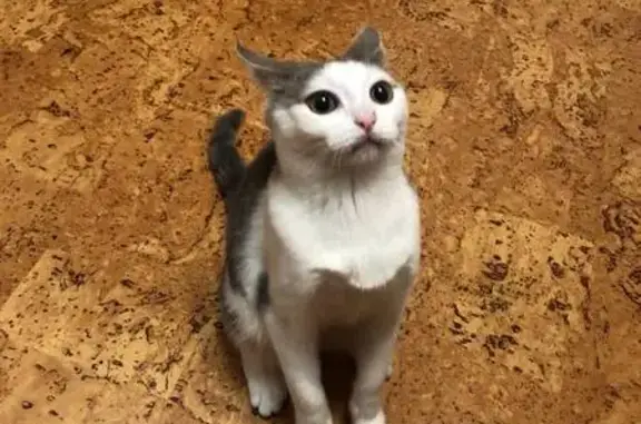 Кошки потеряшки, Альметьевск, фото: Потеряшка кошка, ул. Сулеймановой, 22