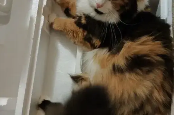 Кошки потеряшки, Нижний Новгород, фото: Потеряшка кошка, пр. Бусыгина 56, НН