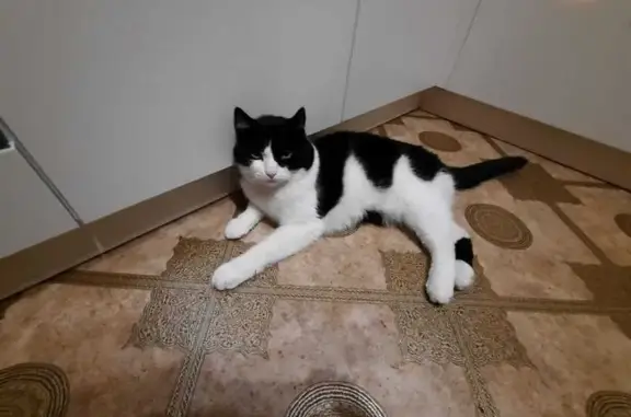 Пропал кот Тимофей, 13 улица, дом 3