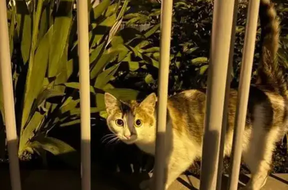 Кошка найдена: ул. Парижской Коммуны, 13/57