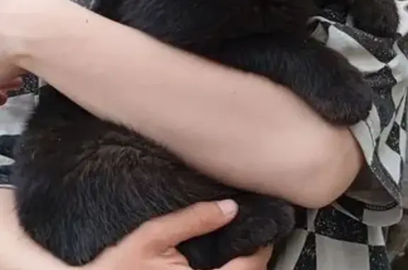 Найдена кошка, Воронеж, фото: Кошка найдена: Речная ул., 1Р, Воронеж