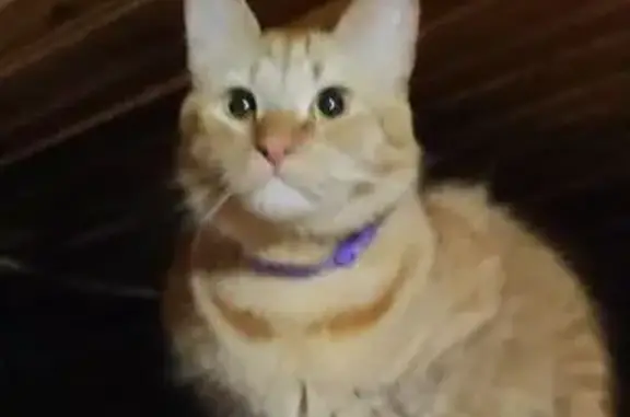 Кошки потеряшки, Савинское, фото: Потеряшка кот, Покровский пер., 6