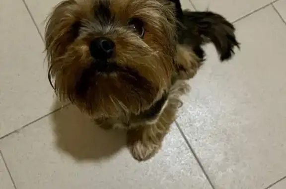 Найдена собака, Краснодар, фото: Собака найдена на Северной, 327, Краснодар