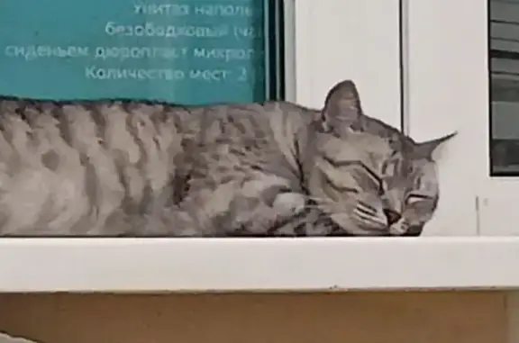 Пропала кошка, Самара, Демократическая 35