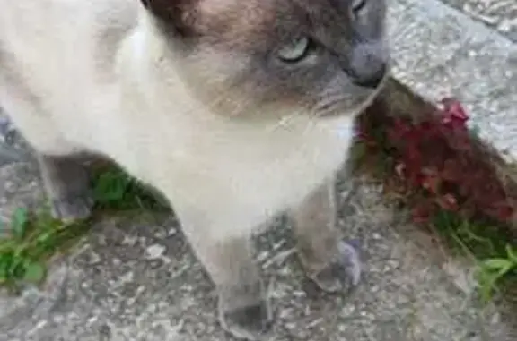 Найдена кошка, Бекетовская, фото: Кошка найдена: МО, сиамский кот в ошейнике