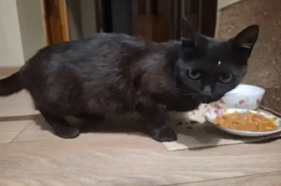 Найдена черная кошка, Штеменко 17, Волгоград