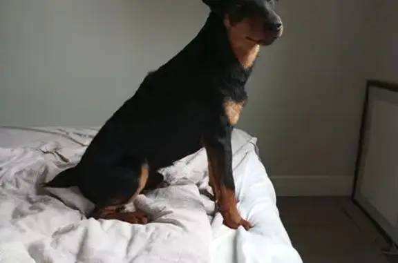 Собаки потеряшки, Калининградская область, фото: Потеряшка собака, Калининградская обл.