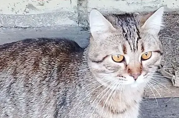 Найден кот, 26мкрн, Учебный пер., Липецк