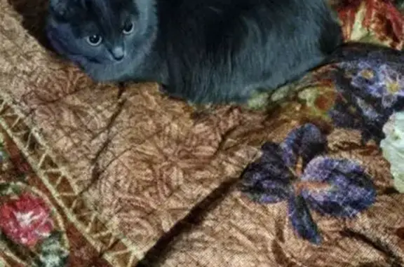 Кошки потеряшки, Красноярск, фото: Потеряшка кошка, ул. Юшкова 10, Красноярск