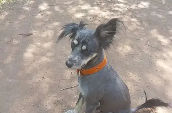 Собаки потеряшки, Оренбург, фото: Потеряшка собака, Самолётная ул, 216А