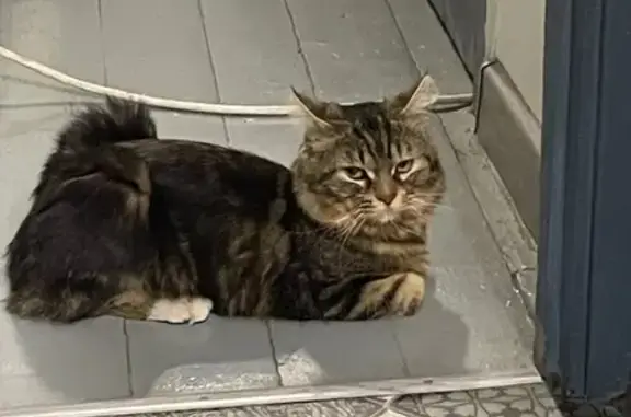 Найдена кошка, Челябинск, фото: Кот найден на Орджоникидзе, 33, Челябинск