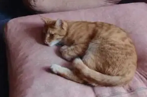 Найдена рыжая кошка, ул. Первомайская - photo