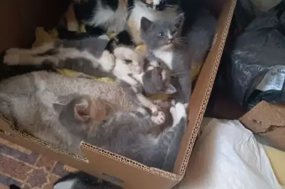 Пропала кошка, ул. Жигалиной 3, Симферополь