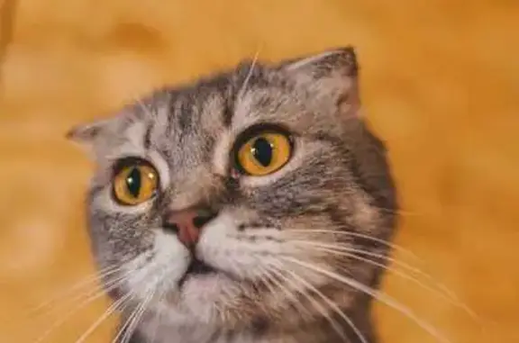 Кошка найдена в Никольском, Тверская обл.