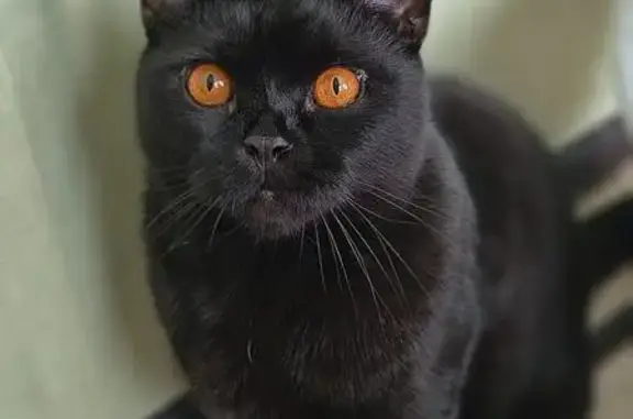 Кошки потеряшки, Ногинск-9, фото: Потеряшка кошка, Спортивная ул. 4, Ногинск