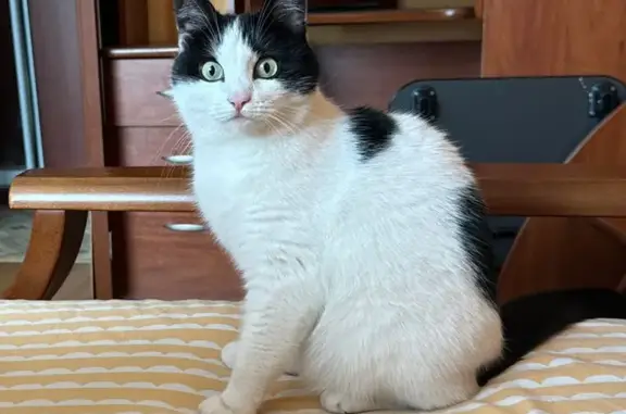 Кошки потеряшки, , фото: Потеряшка кошка, СНТ Аргуново-1, МО