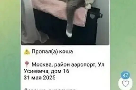 Пропала кошка на Усиевича, 16, Москва