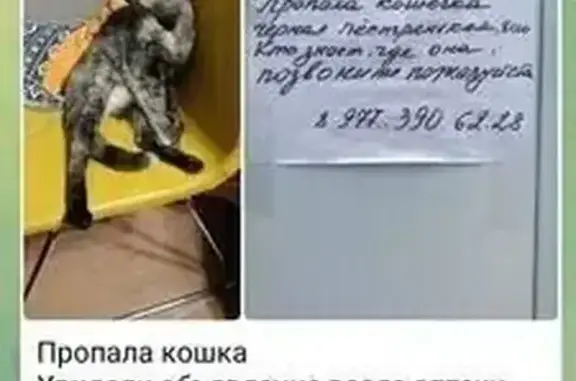Пропала кошка, Электролитный проезд 16к7