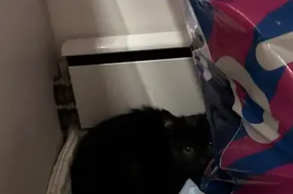 Найдена кошка, Владикавказ, фото: Котенок найден у теннисного корта, Баева 11