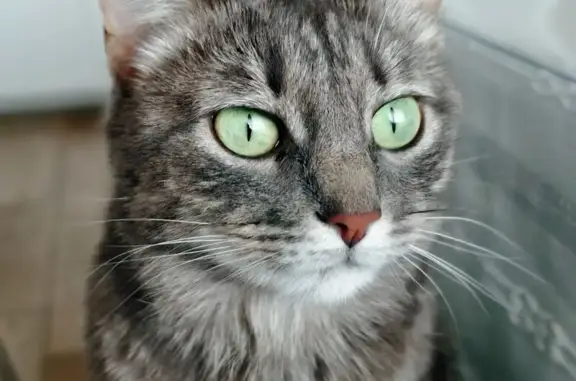 Пропала серая кошка, Новосемейкино