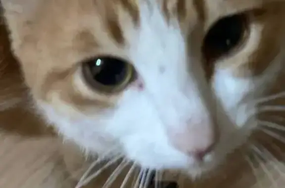 Кошки потеряшки, Энгельс, фото: Потеряшка кошка, Трудовая 37, Энгельс