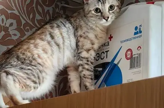 Кошки потеряшки, Обухово, фото: Потеряшка трёхцветная кошка, Ленина 30