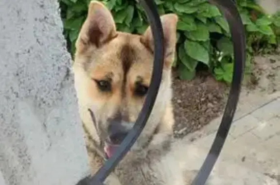 Собаки потеряшки, Калининград, фото: Потеряшка собака, ул. Лейтенанта Катина, Калининград