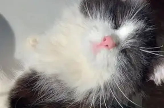 Найден кот, Казань, Спартаковская, 22