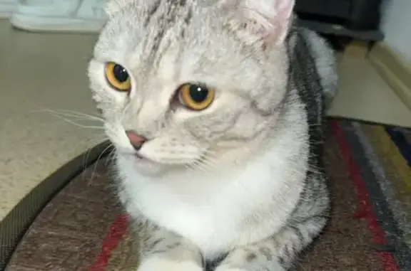 Найдена кошка, Тюмень, фото: Кошка найдена: Горького, 41, Тюмень