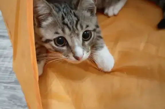 Найдена кошка, Яранск, фото: Кошка найдена: ул. Фурманова, 7, Яранск