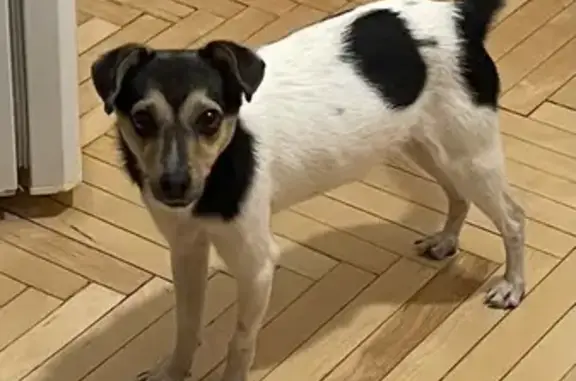 Собака найдена на развязке Горьковского шоссе