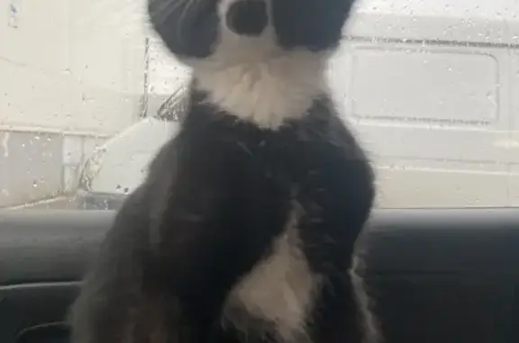 Котенок найден: ул. Маяковского, Ярославль