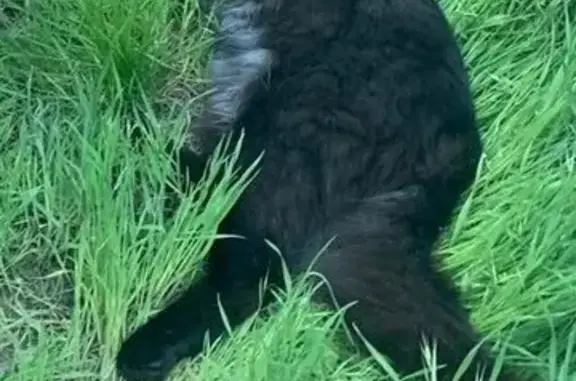 Пропала кошка, ул. Свободы 2, Сальск