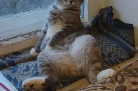 Пропала кошка, 2-я Чайковского, 8, Иваново