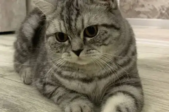 Пропала кошка, ул. Олега Кошевого 11